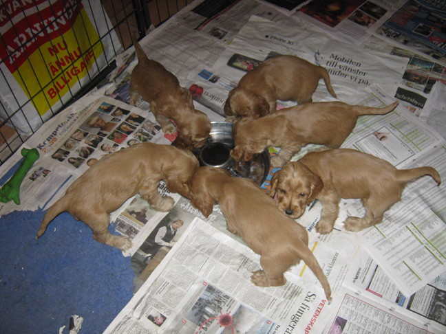 Dragongrdens Kennel